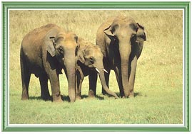 Elephants in Nagarhole